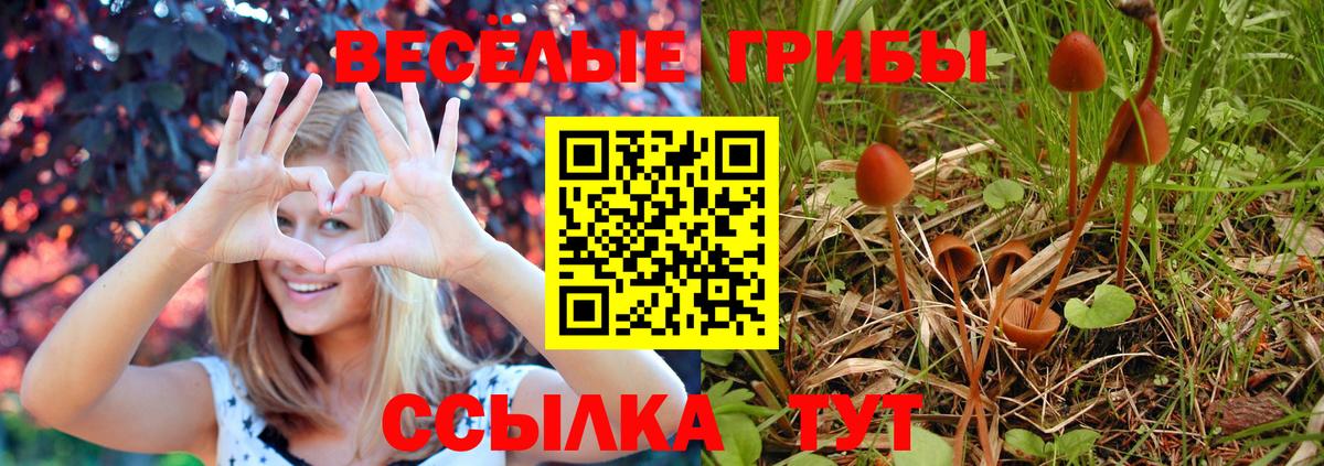 Красный Сулин  Псилоцибиновые грибы Psilocybine cubensis  Вход с VPN 